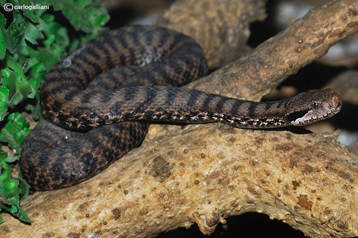 Vipera